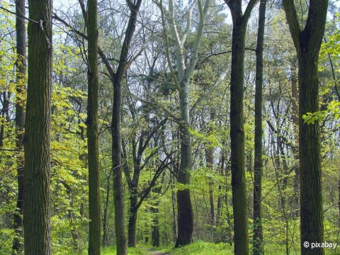 bosfoto.jpg